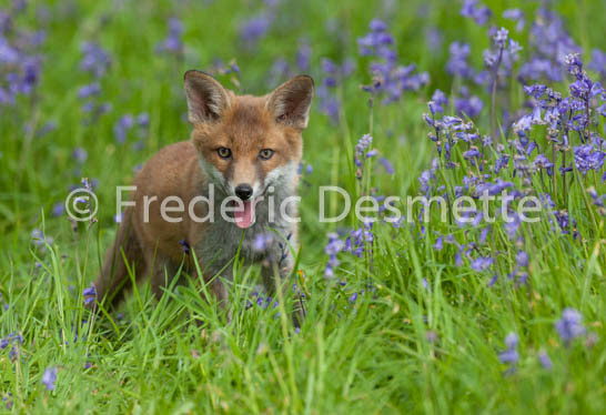 Red fox (Vulpes vulpes) -1