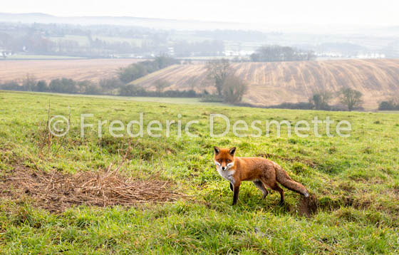 Red fox (Vulpes vulpes) -2