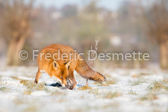 Red fox (Vulpes vulpes) -734