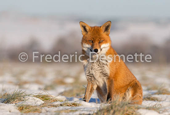 Red fox (Vulpes vulpes) -735