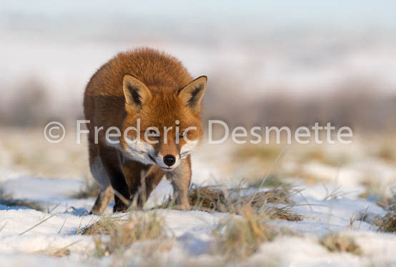 Red fox (Vulpes vulpes) -736