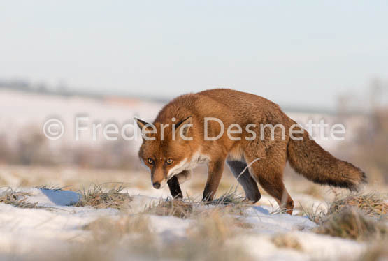 Red fox (Vulpes vulpes) -737