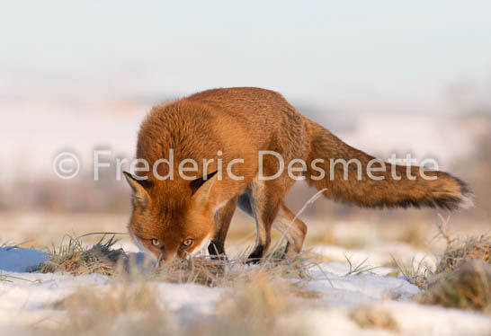 Red fox (Vulpes vulpes) -738