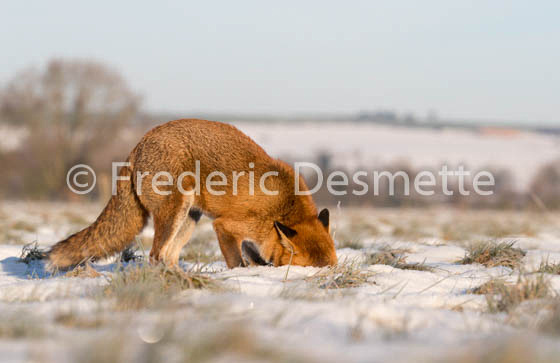 Red fox (Vulpes vulpes) -739