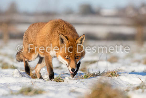 Red fox (Vulpes vulpes) -740