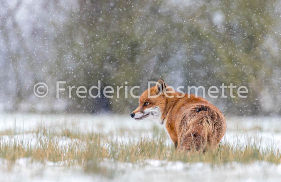 Red fox (Vulpes vulpes) -742