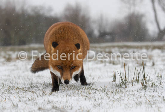 Red fox (Vulpes vulpes) -744