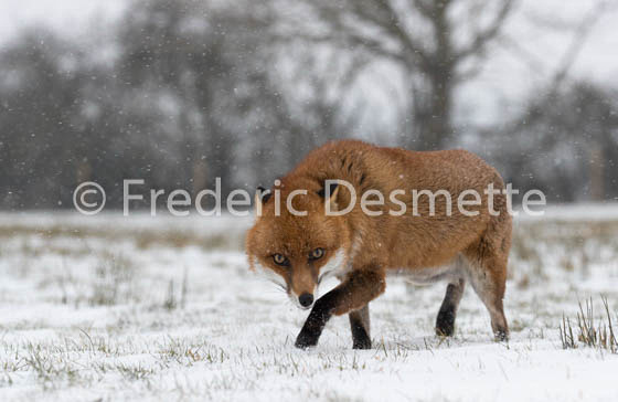 Red fox (Vulpes vulpes) -745