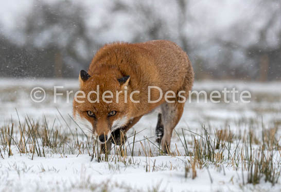 Red fox (Vulpes vulpes) -746