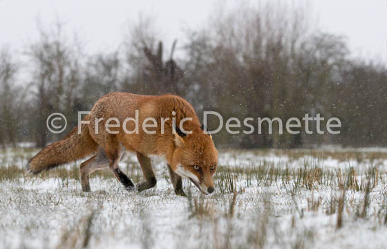 Red fox (Vulpes vulpes) -747