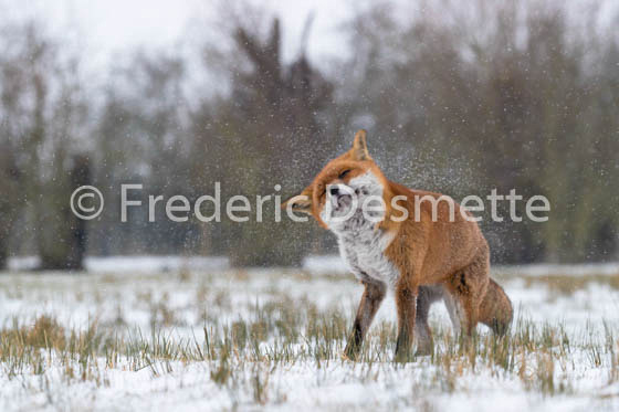 Red fox (Vulpes vulpes) -748