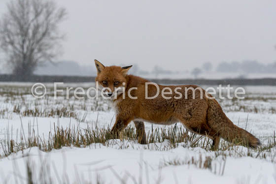 Red fox (Vulpes vulpes) -749