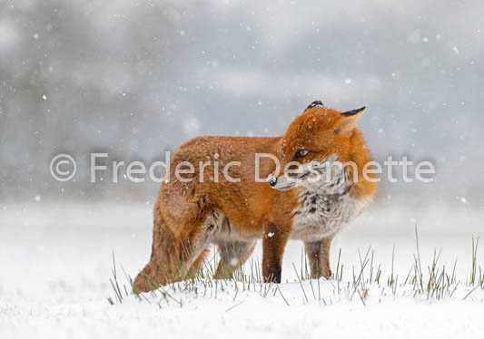 Red fox (Vulpes vulpes) -750