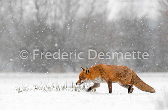 Red fox (Vulpes vulpes) -753