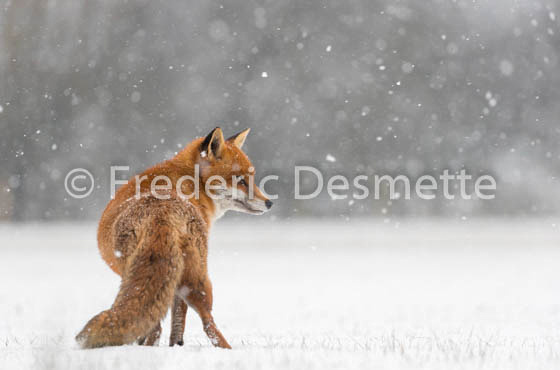 Red fox (Vulpes vulpes) -755