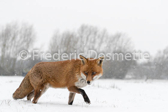 Red fox (Vulpes vulpes) -756