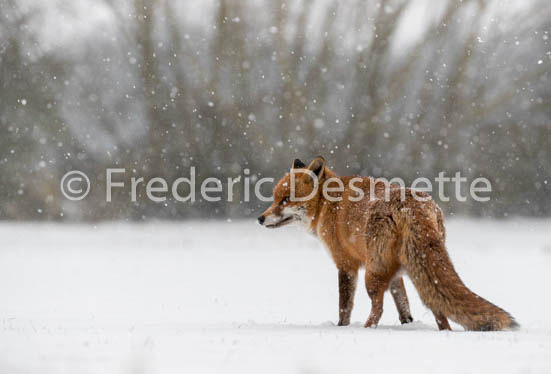 Red fox (Vulpes vulpes) -757