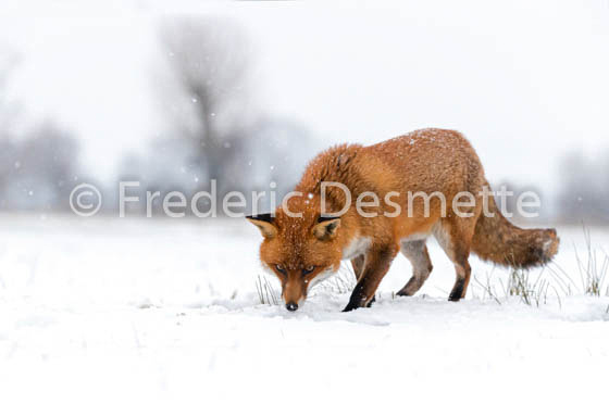 Red fox (Vulpes vulpes) -758
