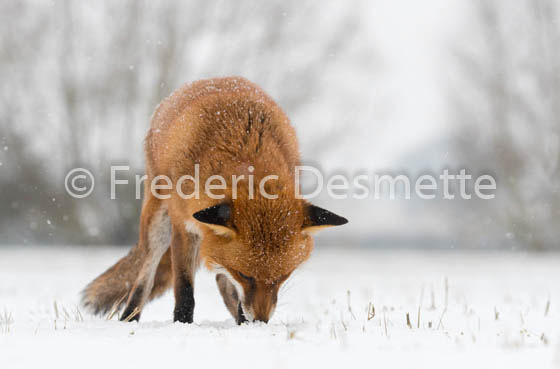 Red fox (Vulpes vulpes) -761