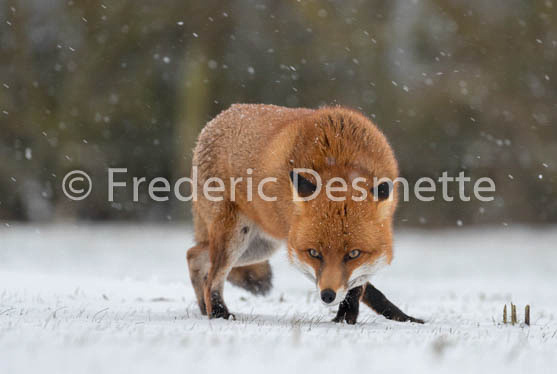 Red fox (Vulpes vulpes) -762
