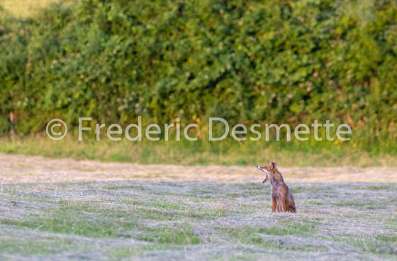 Red fox (Vulpes vulpes) -764