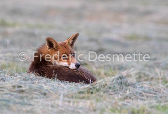 Red fox (Vulpes vulpes) -766