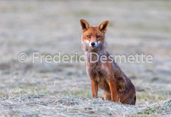 Red fox (Vulpes vulpes) -767