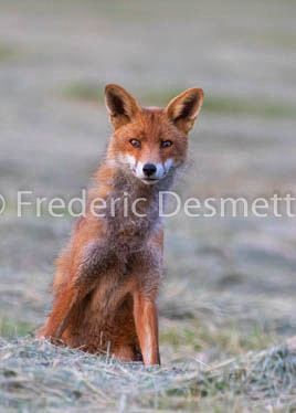 Red fox (Vulpes vulpes) -768