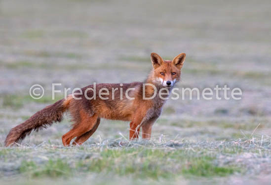 Red fox (Vulpes vulpes) -769