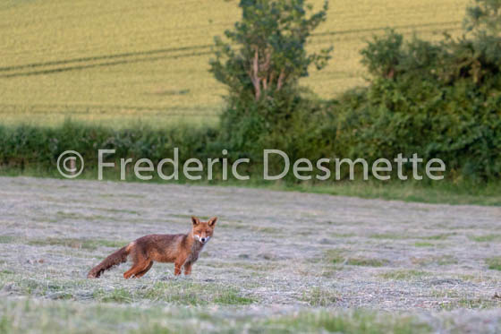 Red fox (Vulpes vulpes) -770