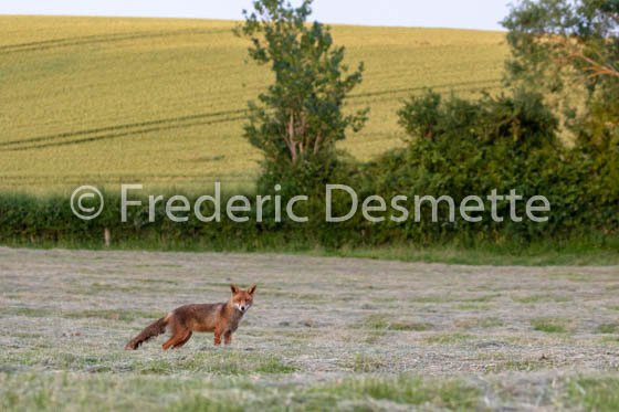Red fox (Vulpes vulpes) -771