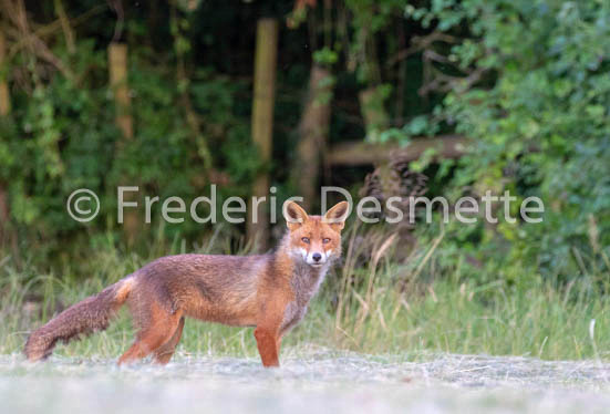 Red fox (Vulpes vulpes) -772