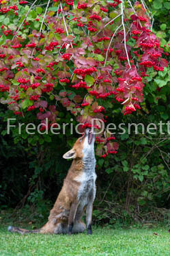 Red fox (Vulpes vulpes) -774