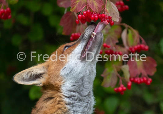 Red fox (Vulpes vulpes) -775