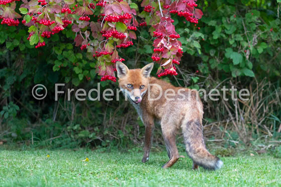 Red fox (Vulpes vulpes) -776
