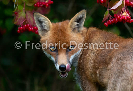 Red fox (Vulpes vulpes) -777