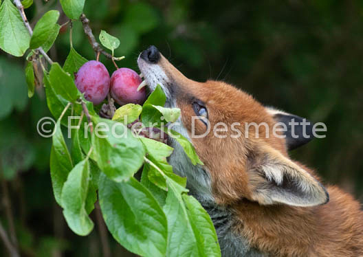 Red fox (Vulpes vulpes) -778