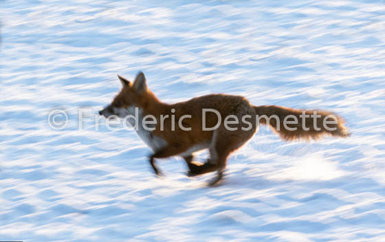 Red fox (Vulpes vulpes) -780
