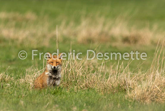 Red fox (Vulpes vulpes) -781