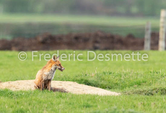 Red fox (Vulpes vulpes) -783