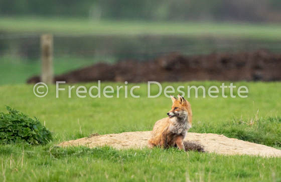 Red fox (Vulpes vulpes) -784