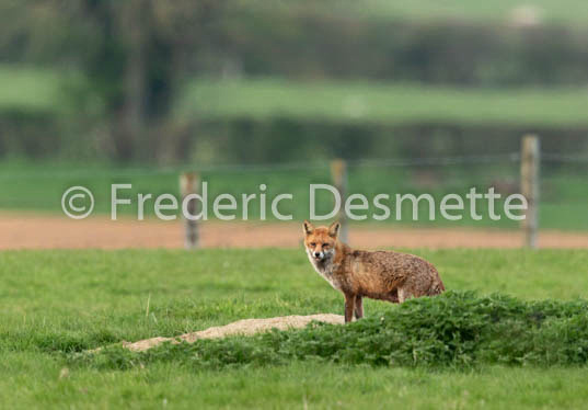 Red fox (Vulpes vulpes) -785