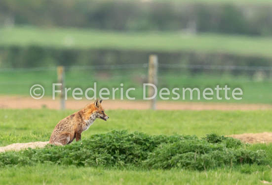 Red fox (Vulpes vulpes) -786