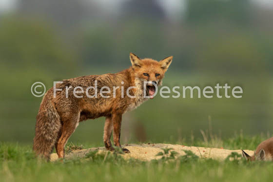 Red fox (Vulpes vulpes) -796