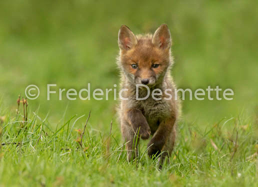 Red fox (Vulpes vulpes) -839