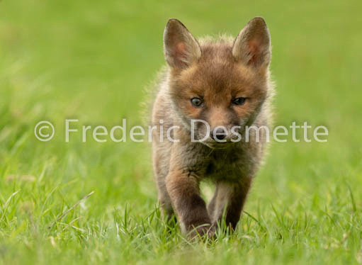 Red fox (Vulpes vulpes) -842