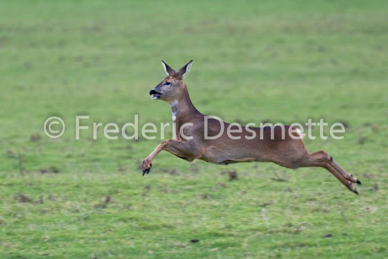 Roe deer (Capreolus capreolus) -70
