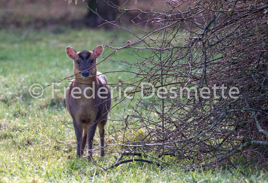 Muntjack deer (Muntiacus Reversi) -55
