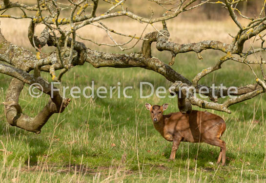 Muntjack deer (Muntiacus Reversi) -57
