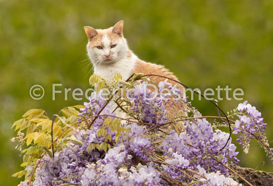 Domestic cat (Felis catus)-519